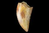 Serrated, Raptor Tooth - Real Dinosaur Tooth #160013-1